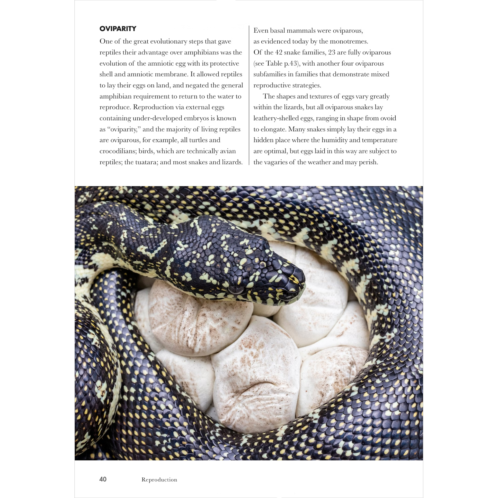 Snakes of the World A Guide to Every Family ²⁶ - BIOWEB Brasil Snakes of the World A Guide to Every Family ²⁶ - BIOWEB Brasil