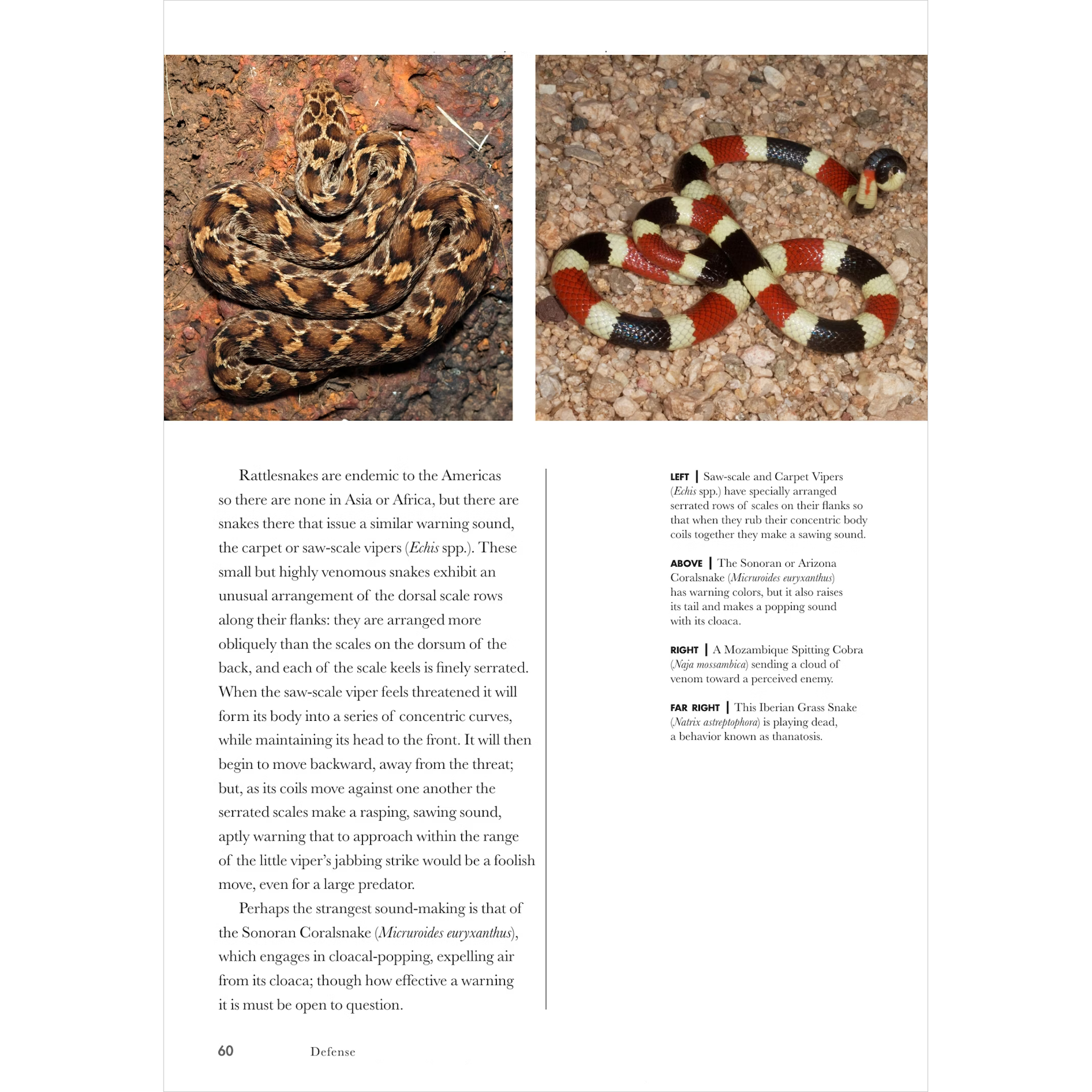 Snakes of the World A Guide to Every Family