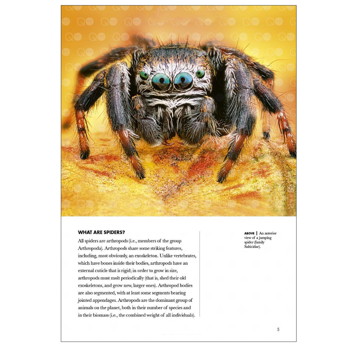 Spiders of the World: A Natural History