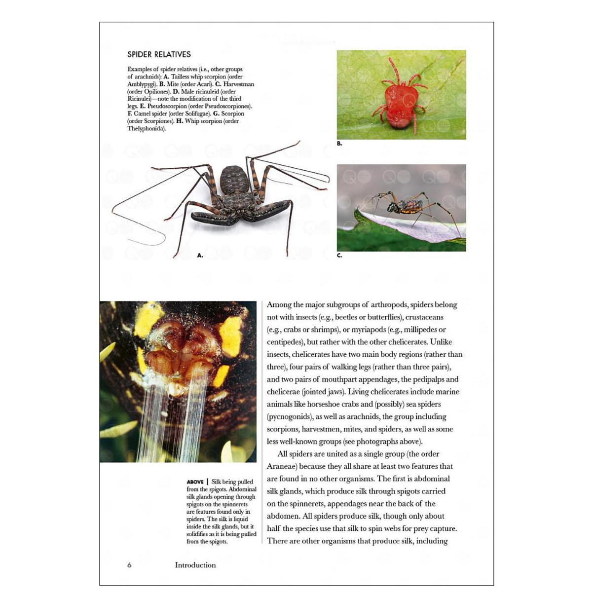 Spiders of the World: A Natural History