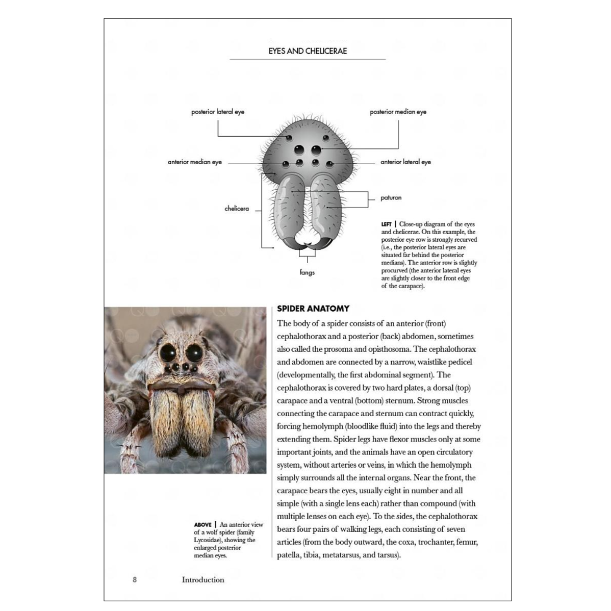 Spiders of the World: A Natural History