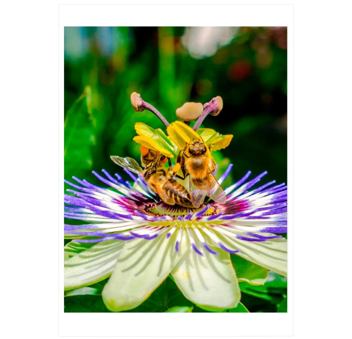 The Complete Insect Anatomy, Physiology, Evolution, and Ecology