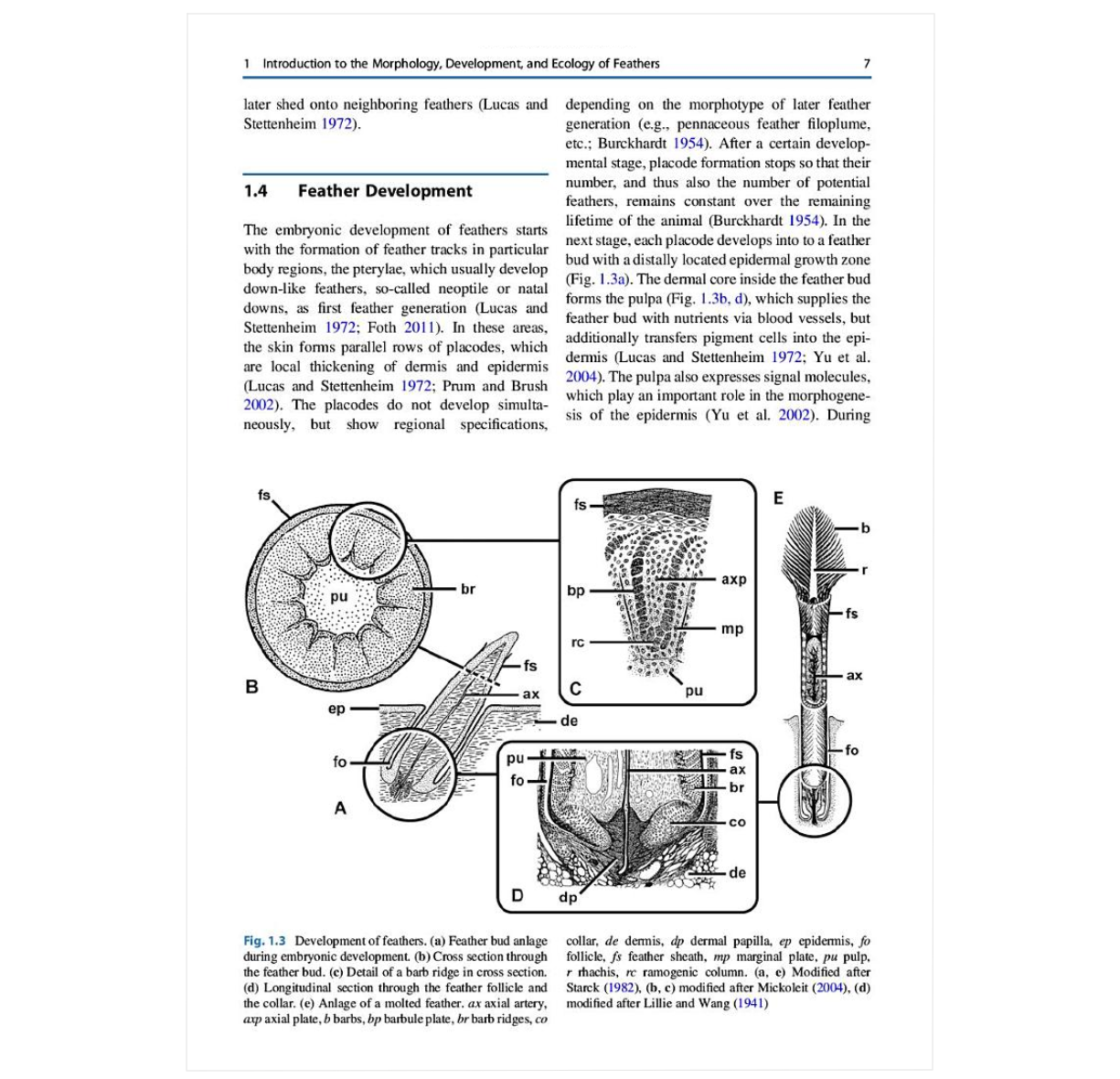The Evolution of Feathers: From Their Origin to the Present (Fascinating Life Sciences)