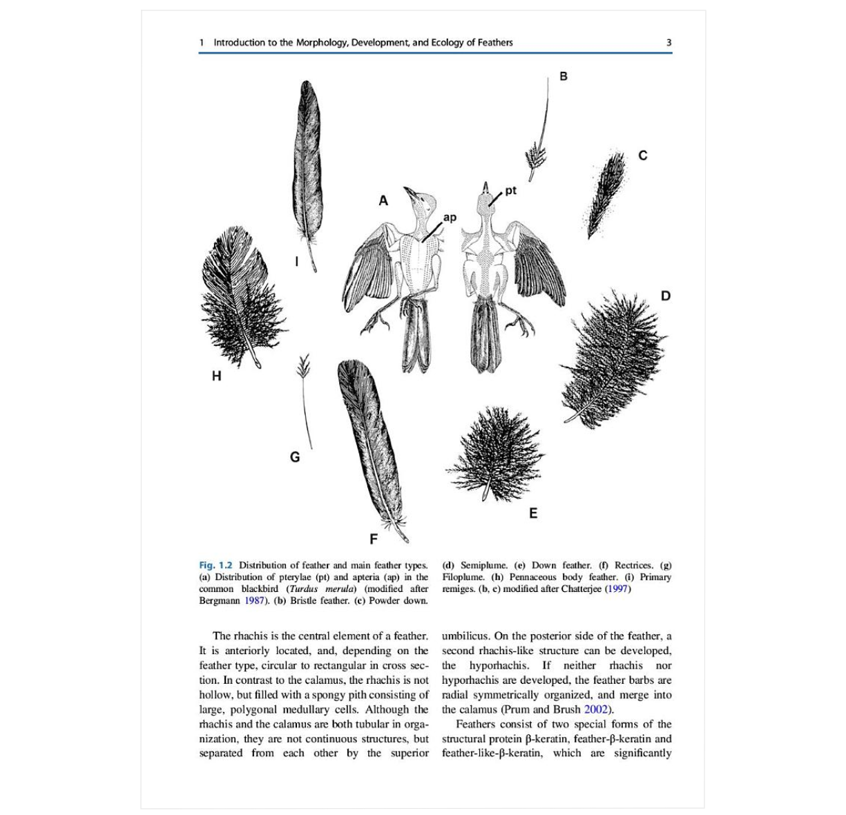 The Evolution of Feathers: From Their Origin to the Present (Fascinating Life Sciences)