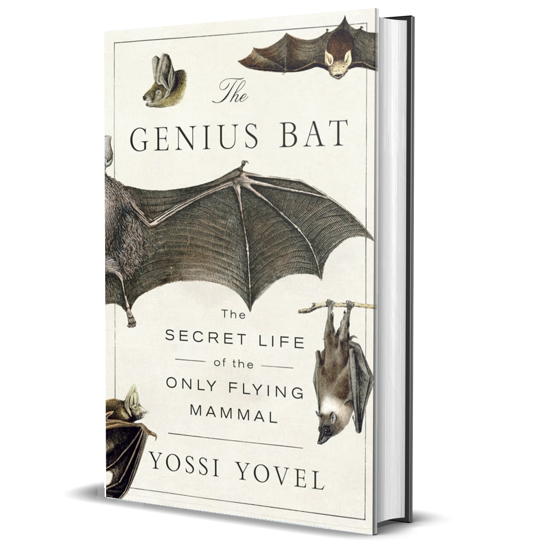 The Genius Bat: The Secret Life of the Only Flying Mammal