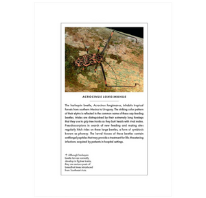 The Little Book of Beetles (Little Books of Nature)
