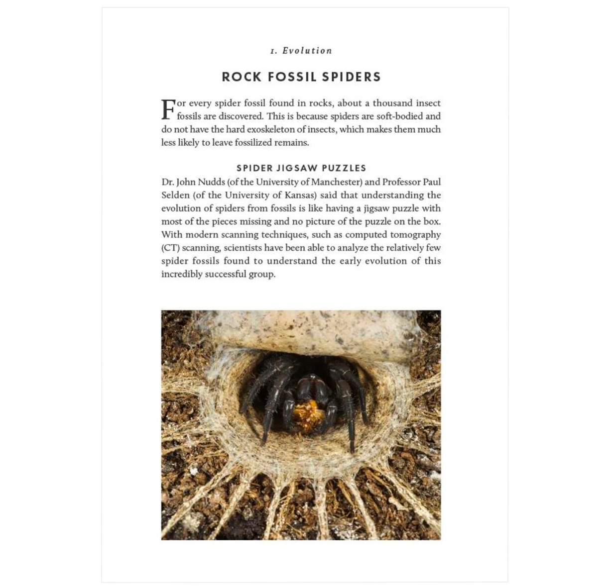 The Little Book of Spiders (Little Books of Nature)