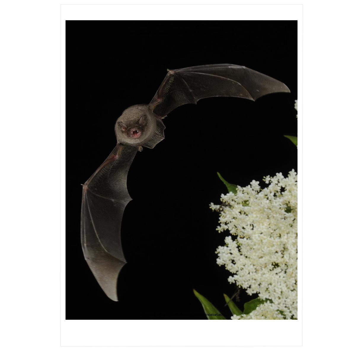 The Lives of Bats: A Natural History