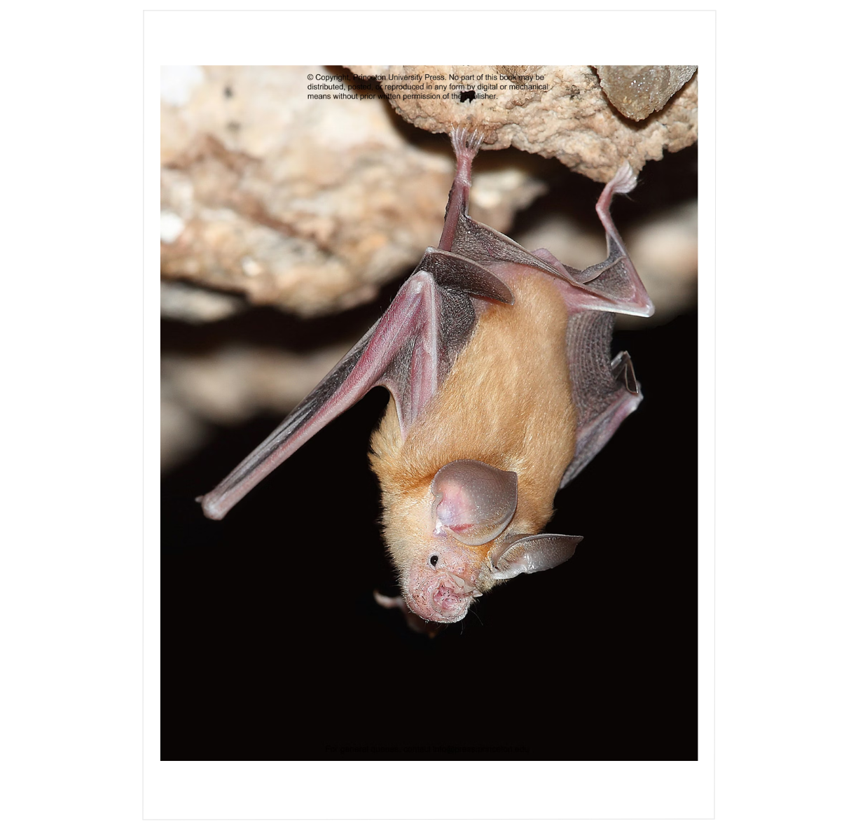 The Lives of Bats: A Natural History