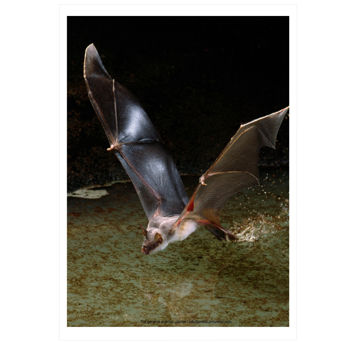 The Lives of Bats: A Natural History