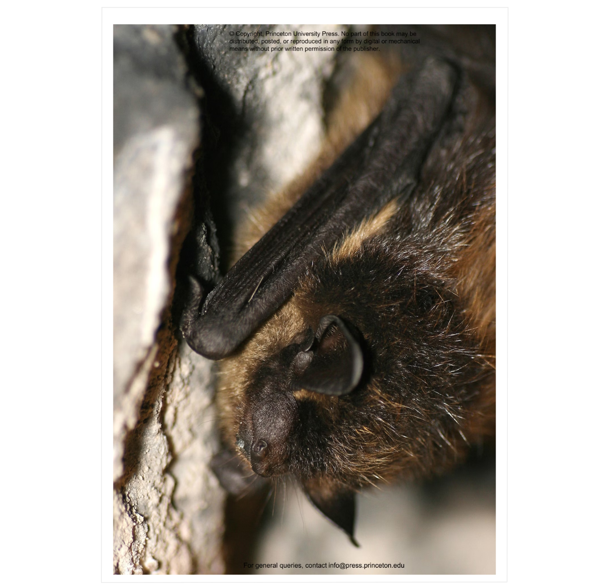 The Lives of Bats: A Natural History
