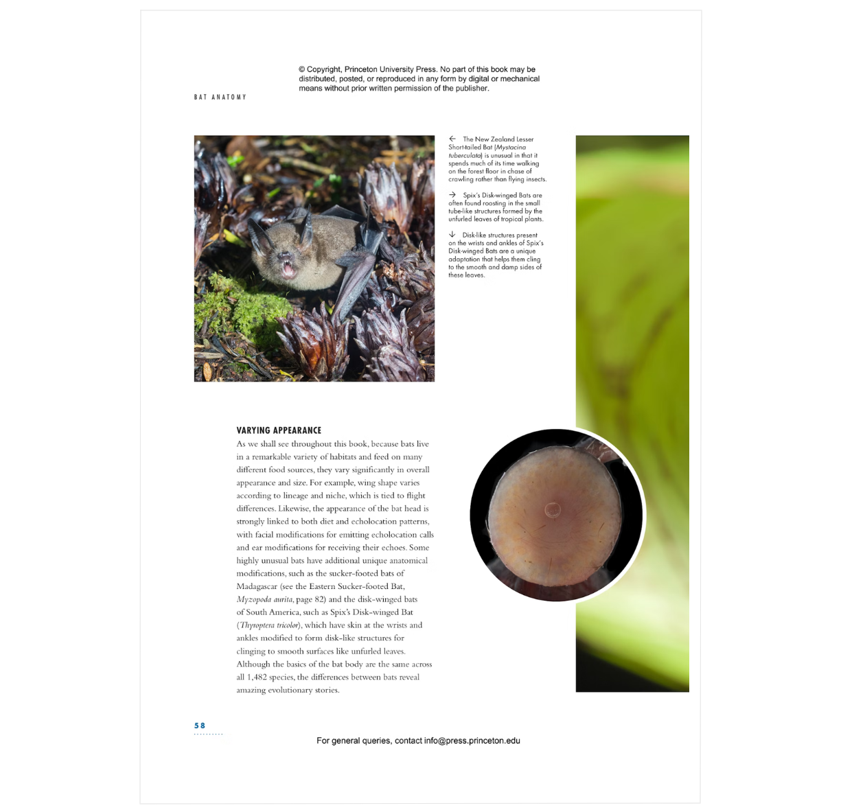 The Lives of Bats: A Natural History