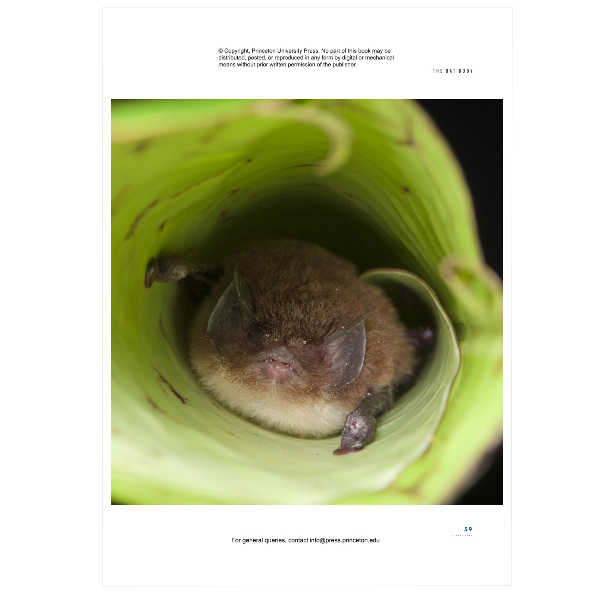 The Lives of Bats: A Natural History