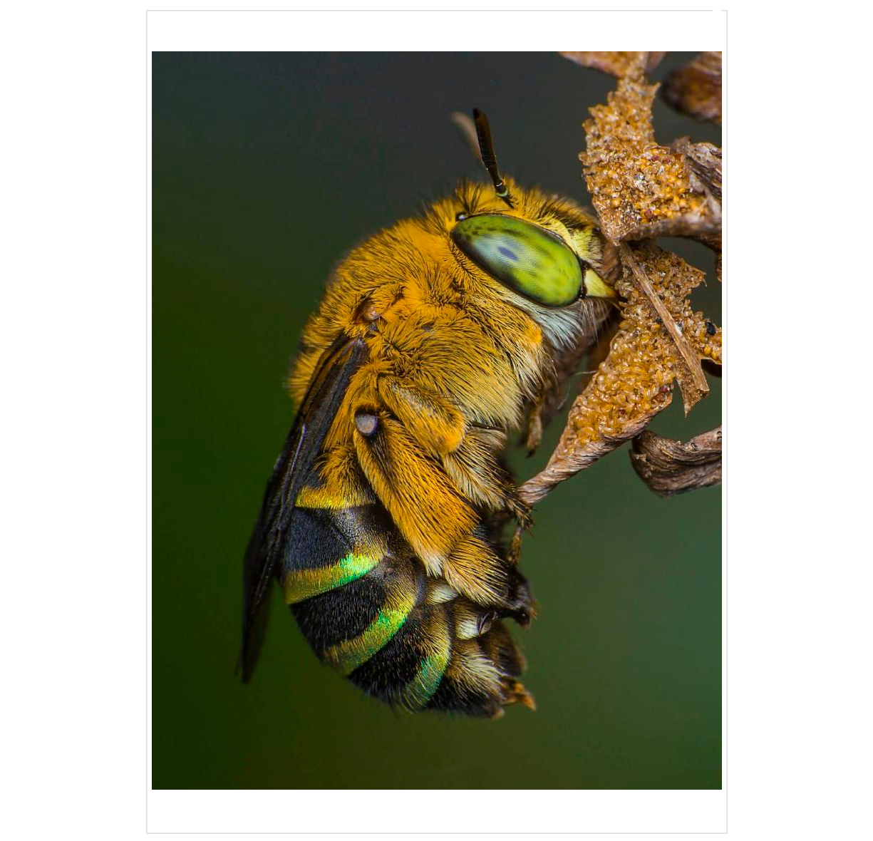 The Lives of Bees: A Natural History of Our Planet's Bee Life