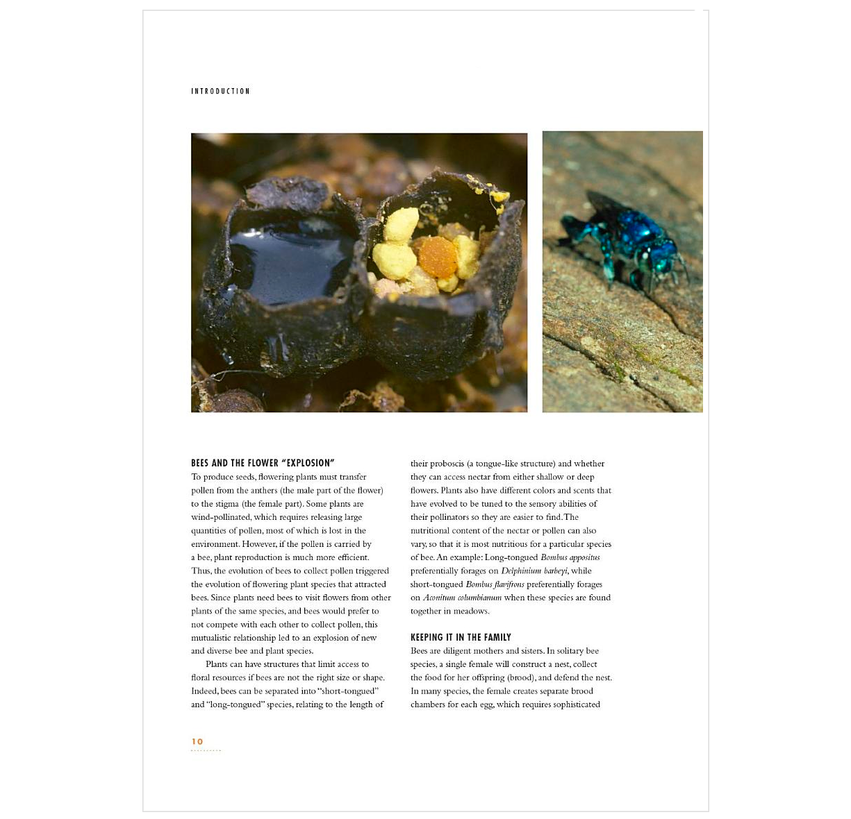 The Lives of Bees: A Natural History of Our Planet's Bee Life