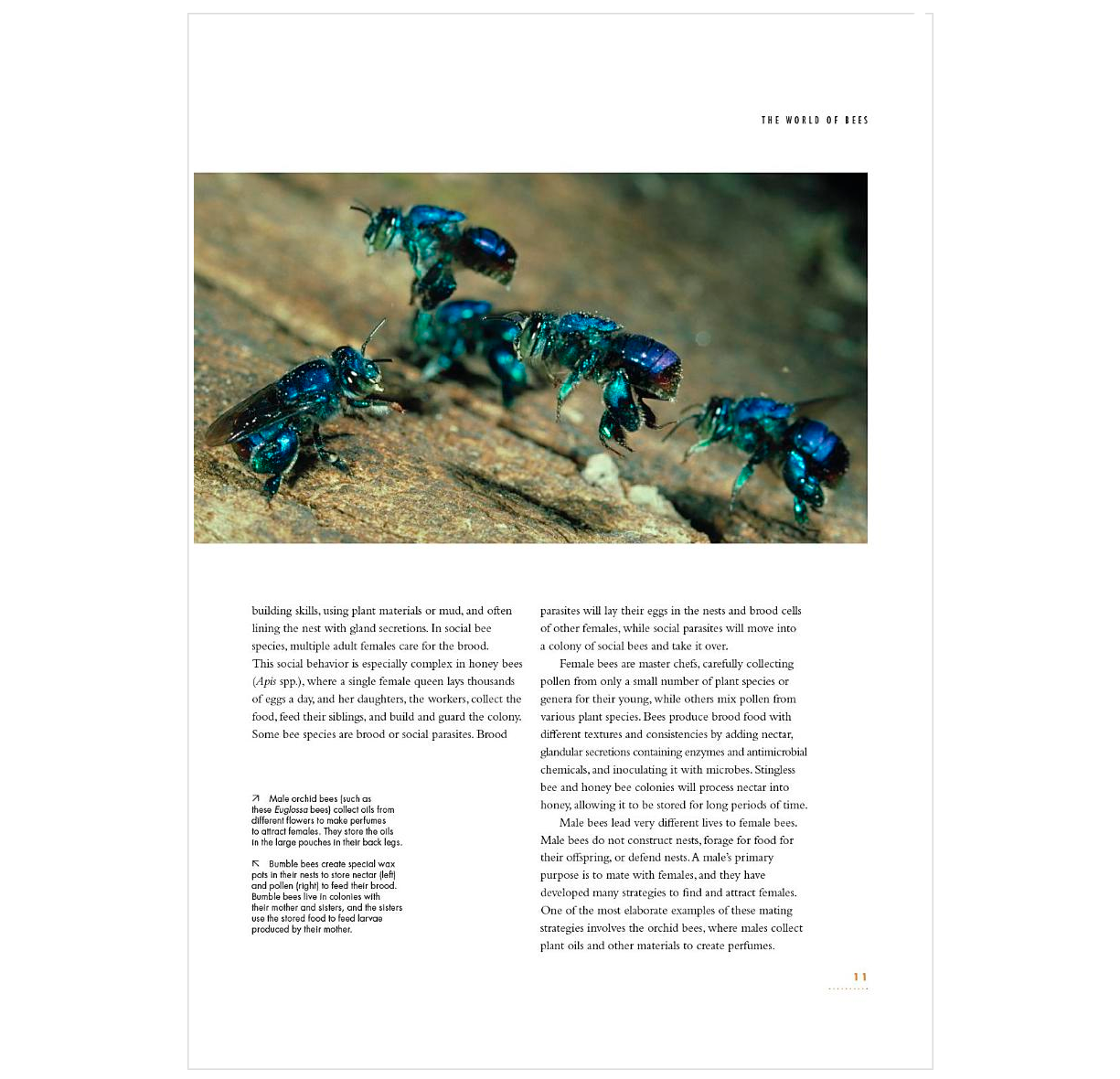 The Lives of Bees: A Natural History of Our Planet's Bee Life