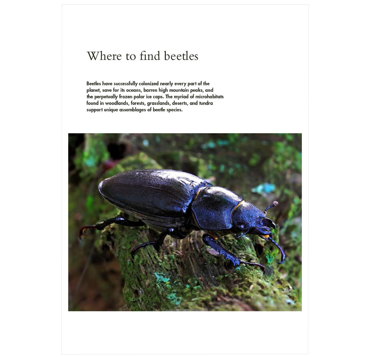 The Lives of Beetles: A Natural History of Coleoptera