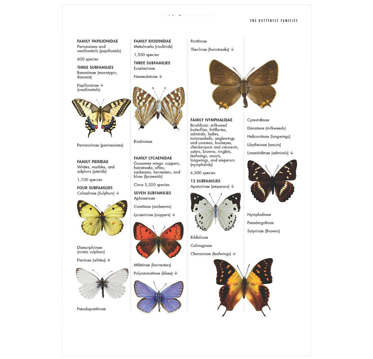 The Lives of Butterflies: A Natural History of Our Planet's Butterfly Life