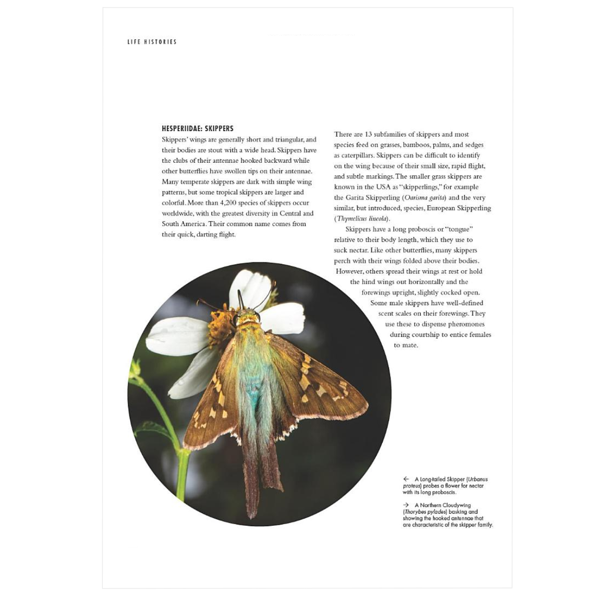 The Lives of Butterflies: A Natural History of Our Planet's Butterfly Life