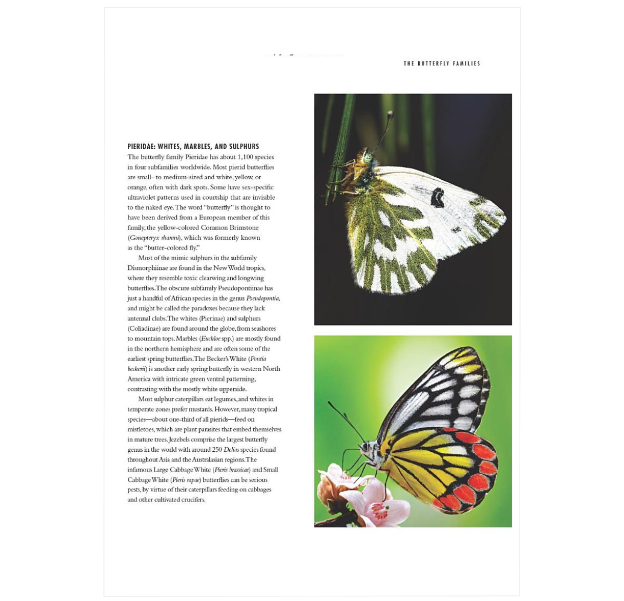 The Lives of Butterflies: A Natural History of Our Planet's Butterfly Life