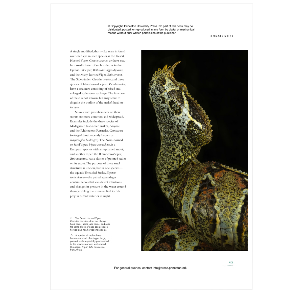 The Lives of Snakes: A Natural History of the World's Snake