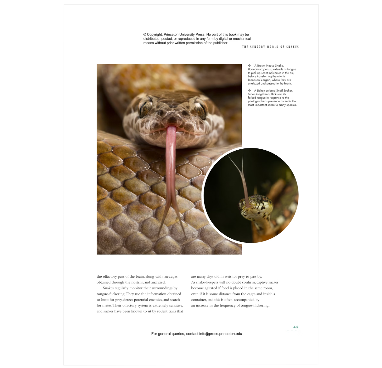 The Lives of Snakes: A Natural History of the World's Snake