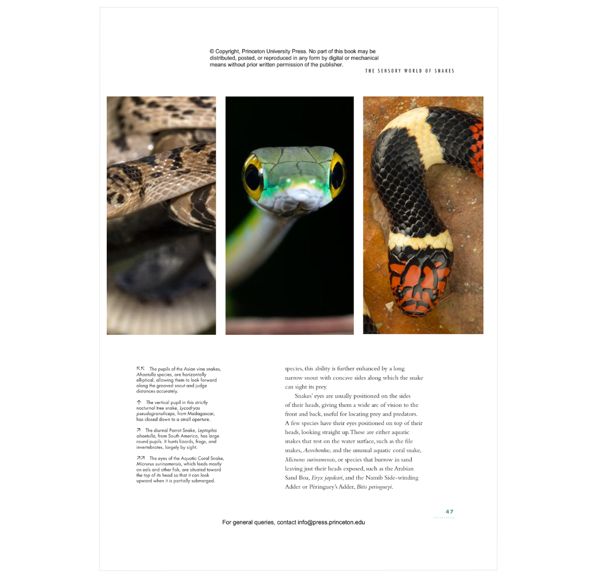 The Lives of Snakes: A Natural History of the World's Snake