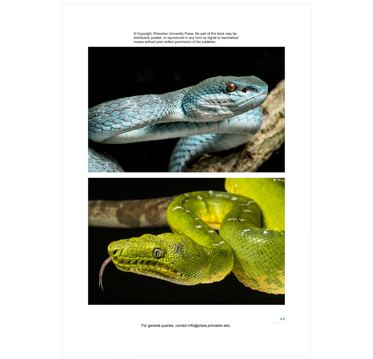 The Lives of Snakes: A Natural History of the World's Snake