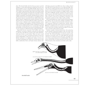 The Princeton Field Guide to Pterosaurs