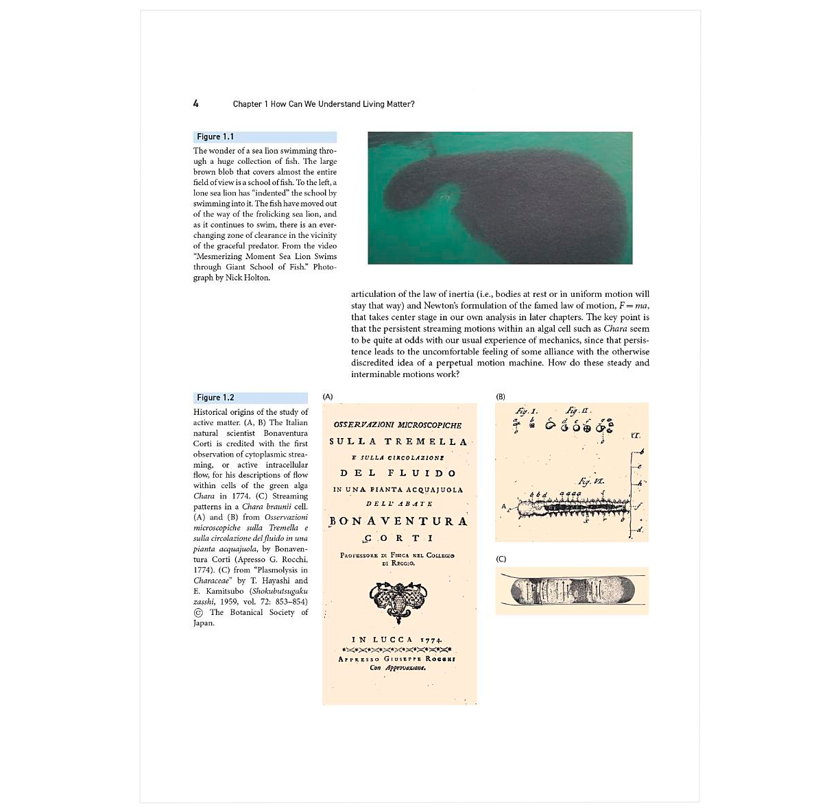 The Restless Cell: Continuum Theories of Living Matter