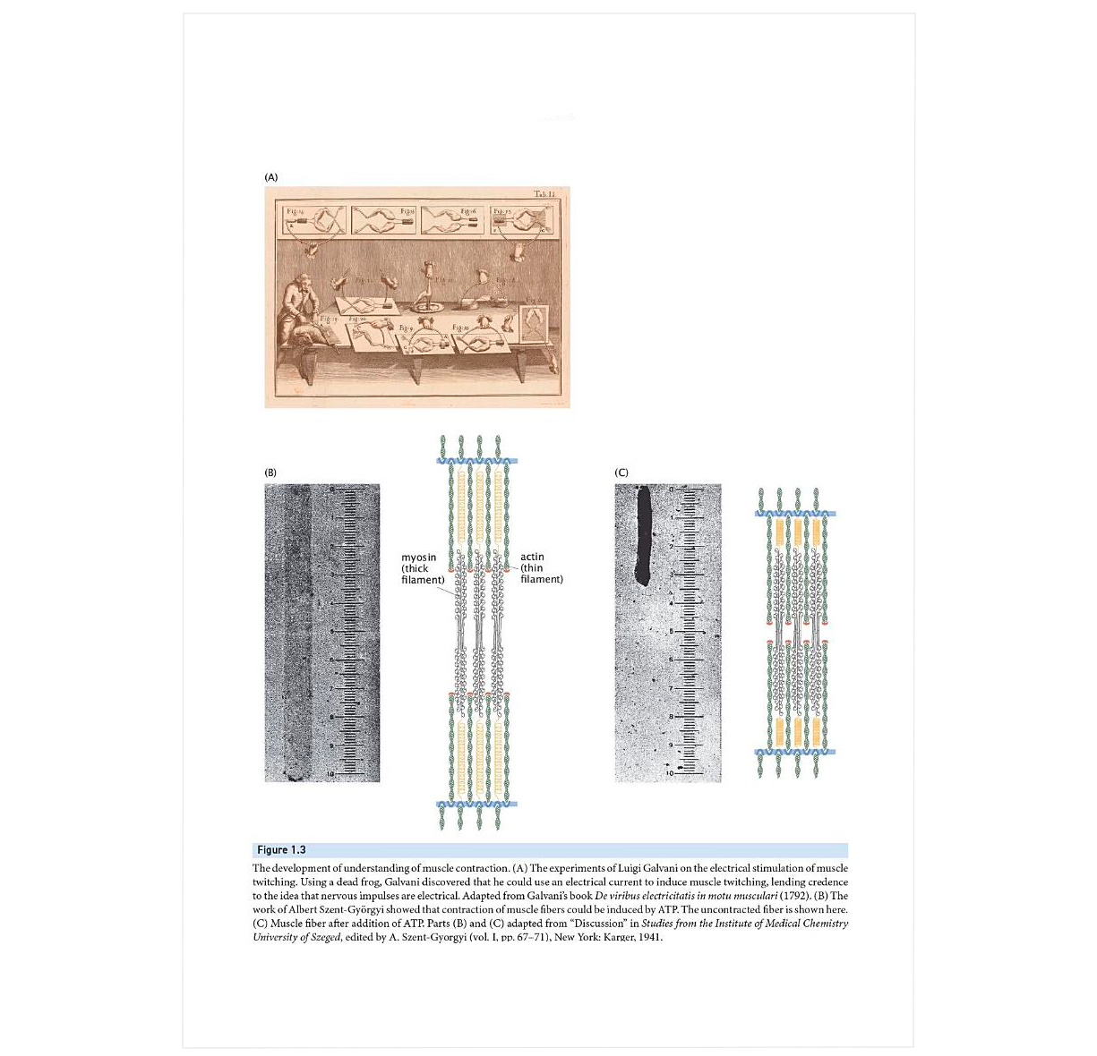 The Restless Cell: Continuum Theories of Living Matter