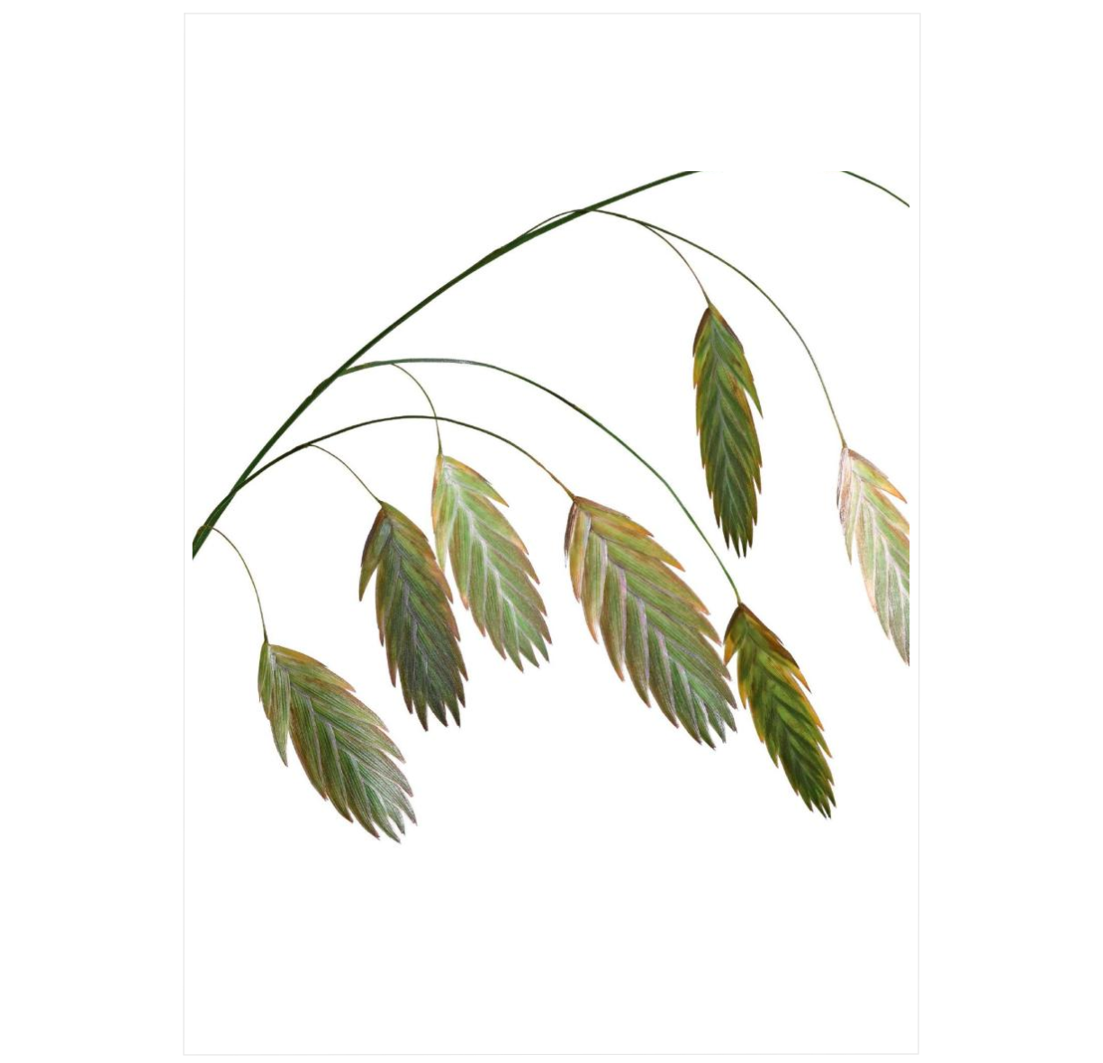 The Science of Plants: Inside Their Secret World (DK Secret World Encyclopedias)