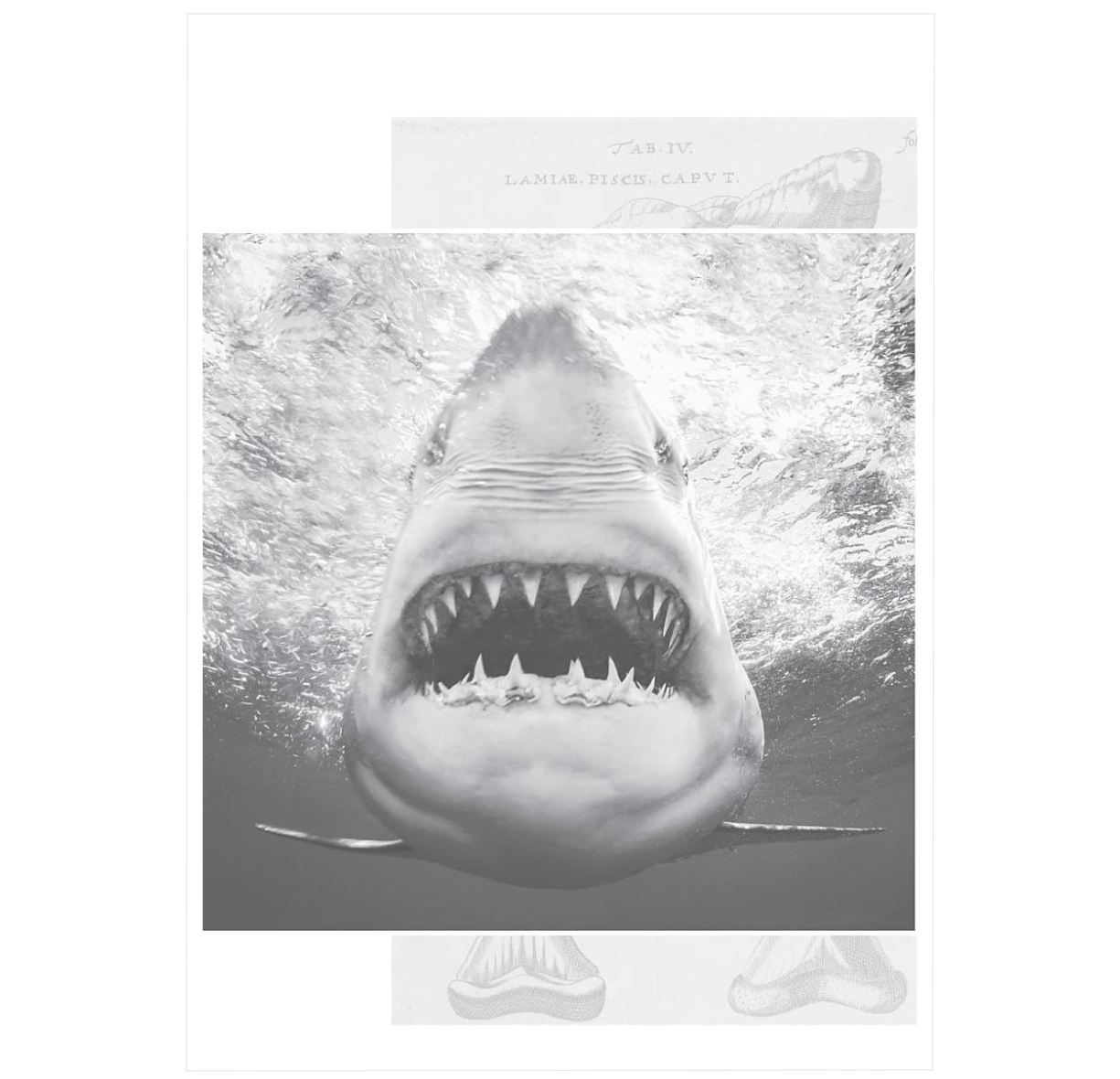 The Secret History of Sharks: The Rise of the Ocean's Most Fearsome Predators