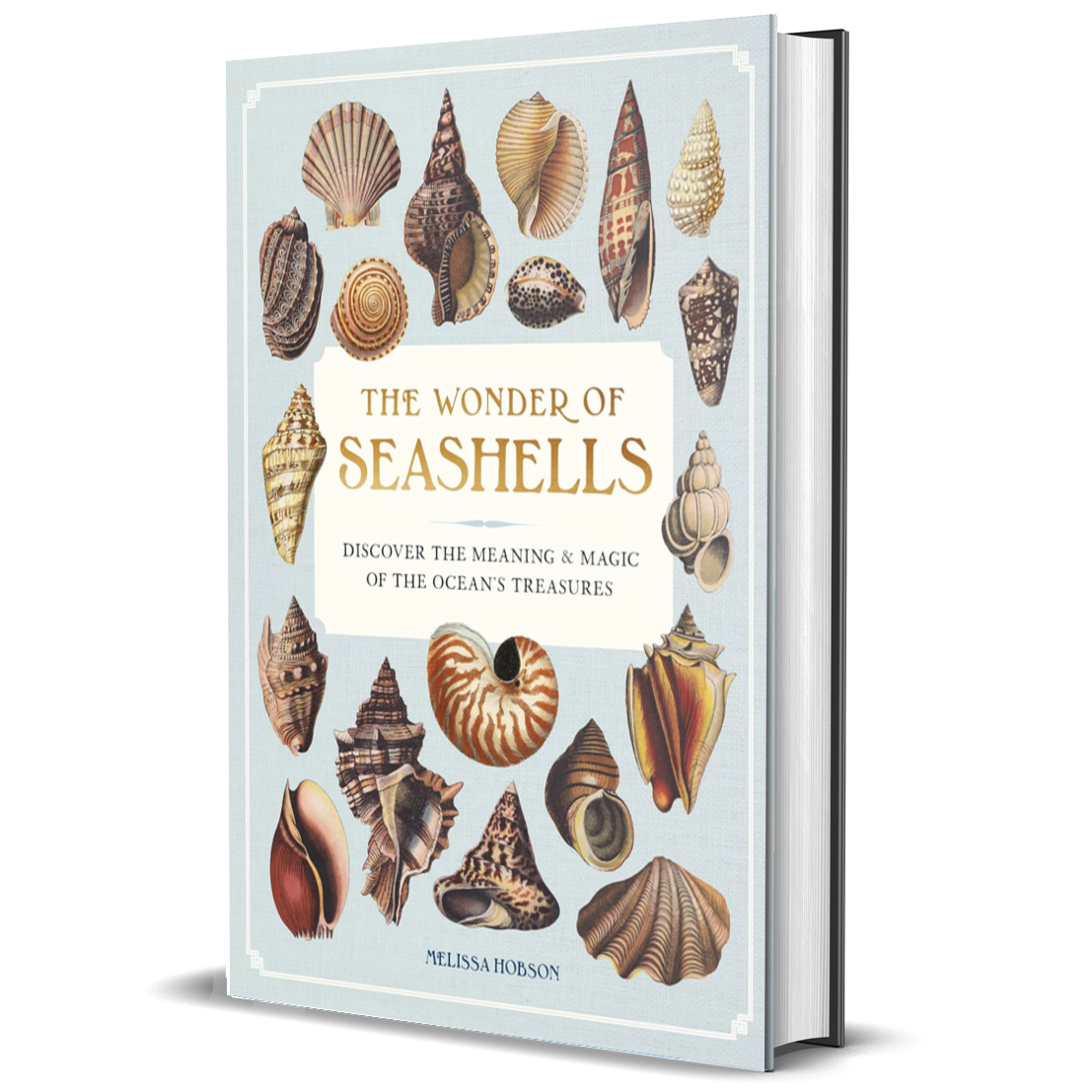 The Wonder of Seashells: Discover the Meaning & Magic of the Ocean’s Treasures