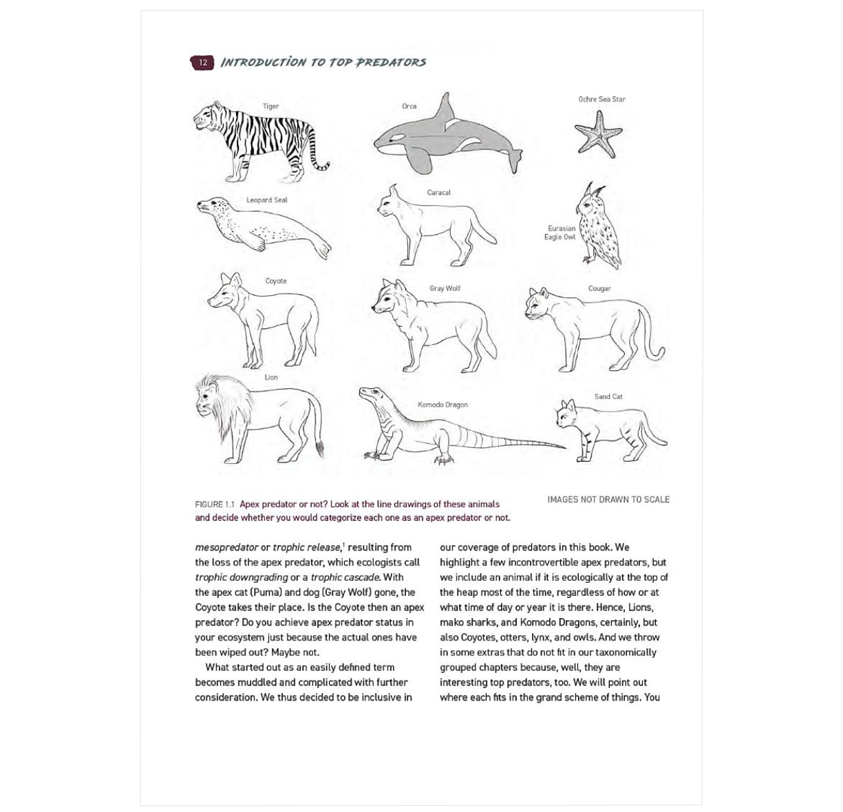 Tooth and Claw: Top Predators of the World