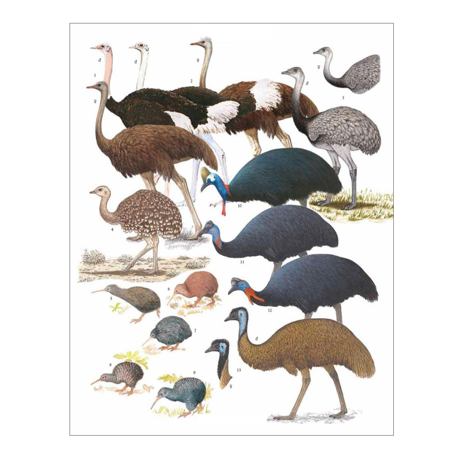 Turtles of the World | A Guide to Every Family