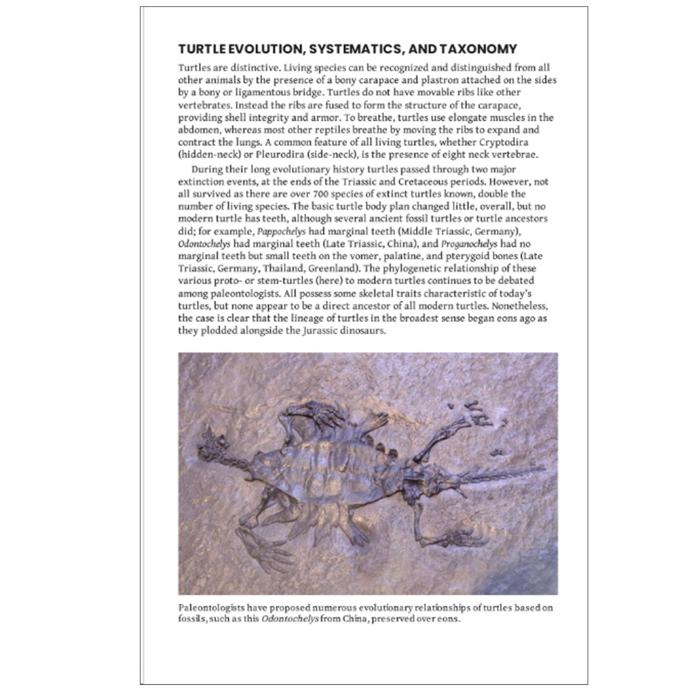 Turtles of the World | A Guide to Every Family