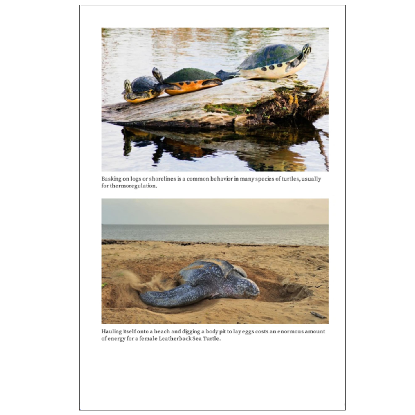 Turtles of the World | A Guide to Every Family