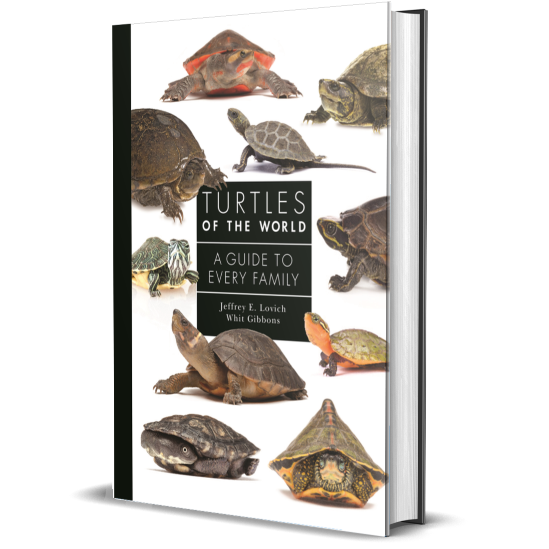 Turtles of the World | A Guide to Every Family