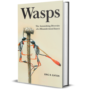 Wasps: The Astonishing Diversity of a Misunderstood Insect