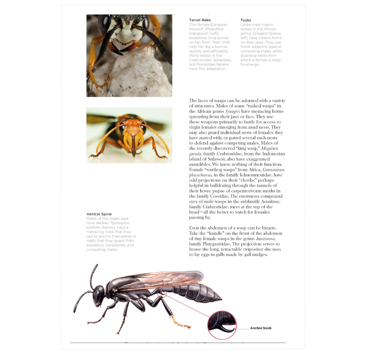 Wasps: The Astonishing Diversity of a Misunderstood Insect