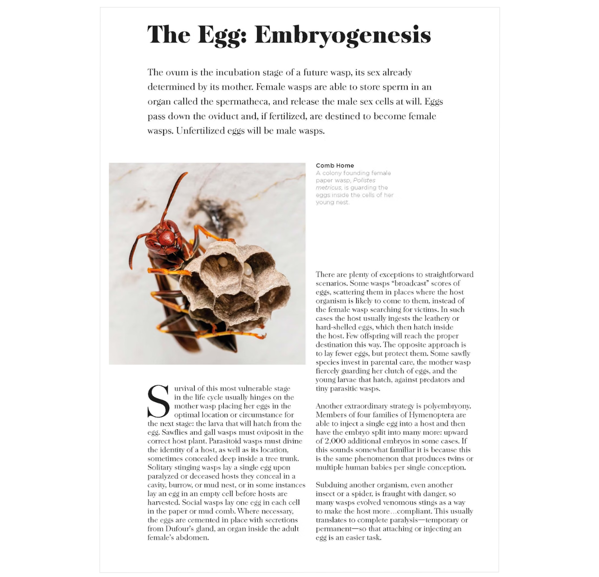 Wasps: The Astonishing Diversity of a Misunderstood Insect