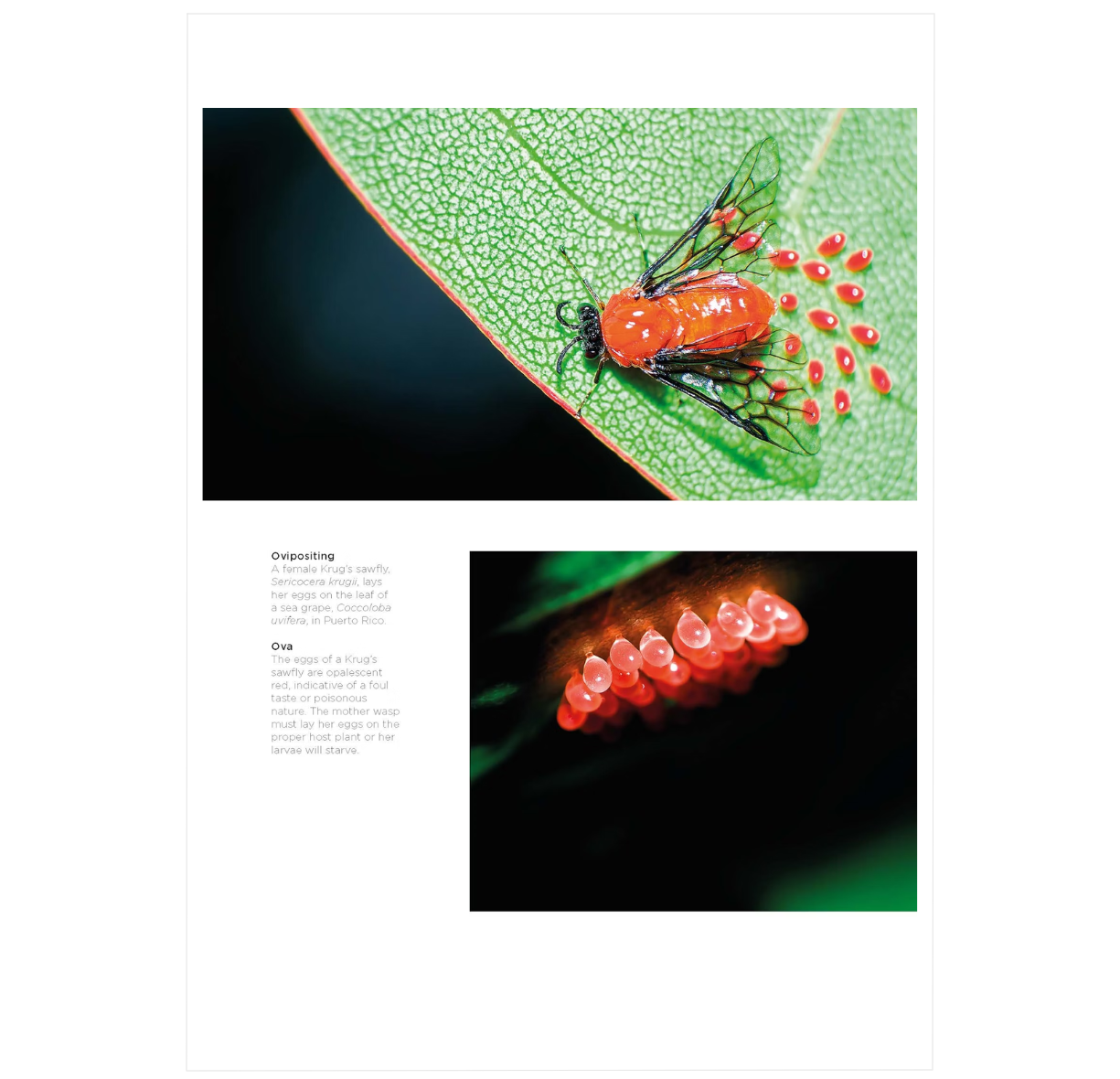 Wasps: The Astonishing Diversity of a Misunderstood Insect