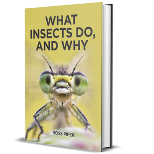 What Insects Do, and Why