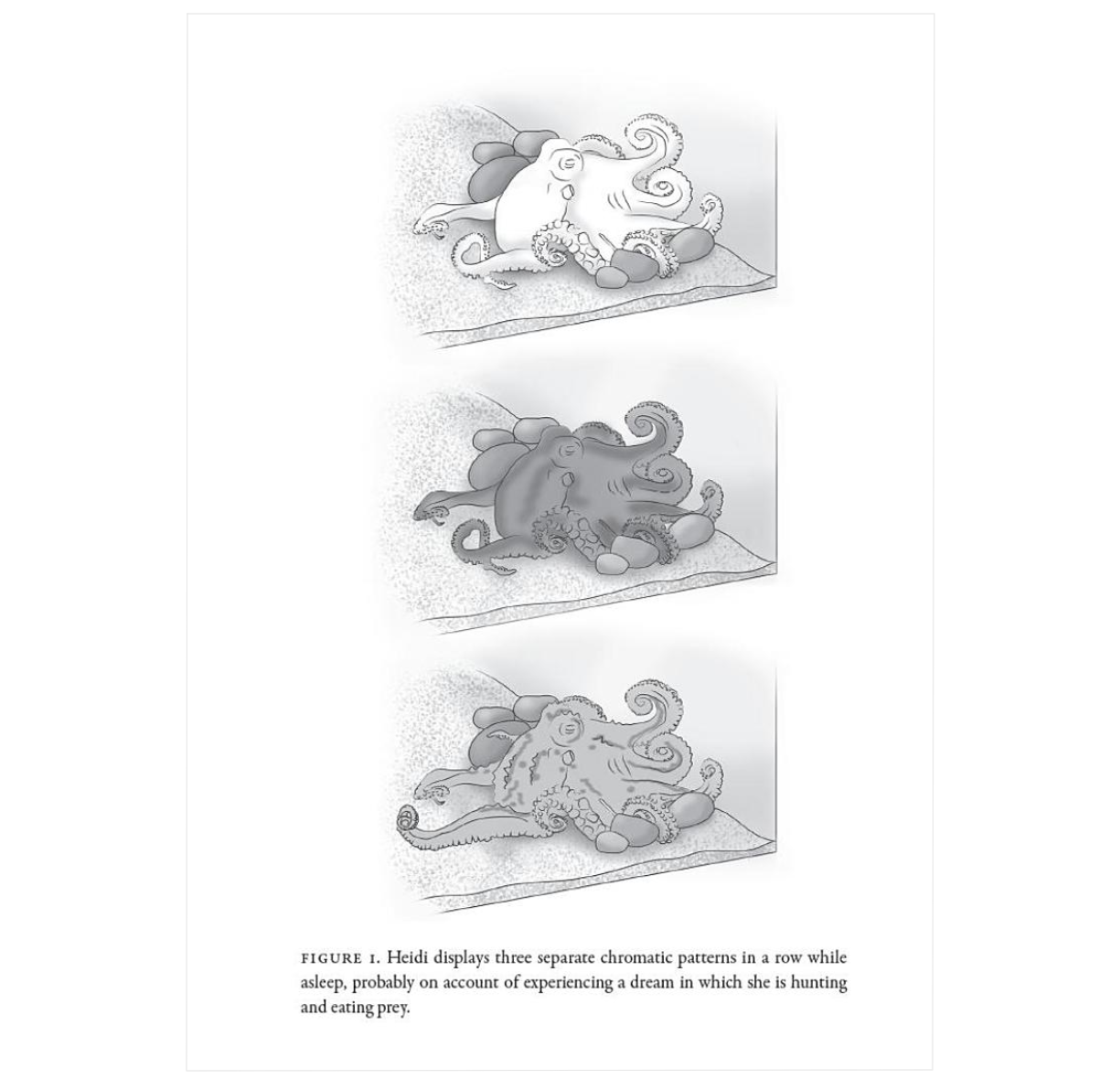 When Animals Dream: The Hidden World of Animal Consciousness