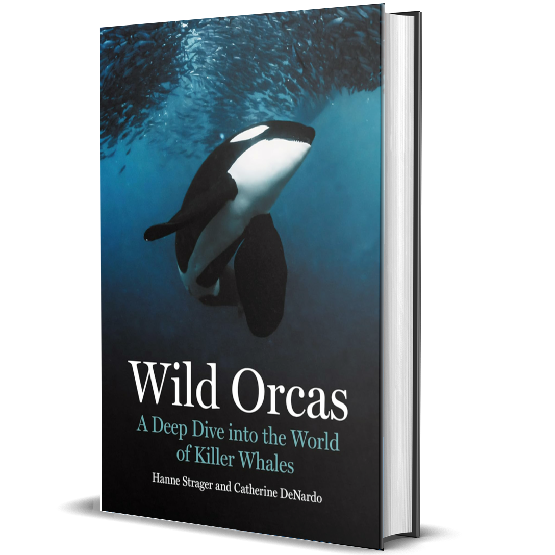 Wild Orcas: A Deep Dive into the World of Killer Whales