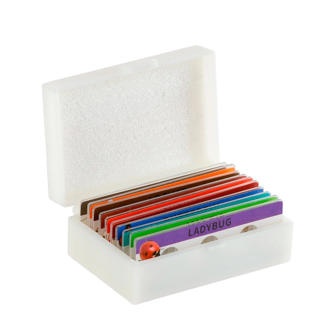 Láminas Preparadas de Insectos AmScope en Estuche de Plástico x10 Ud