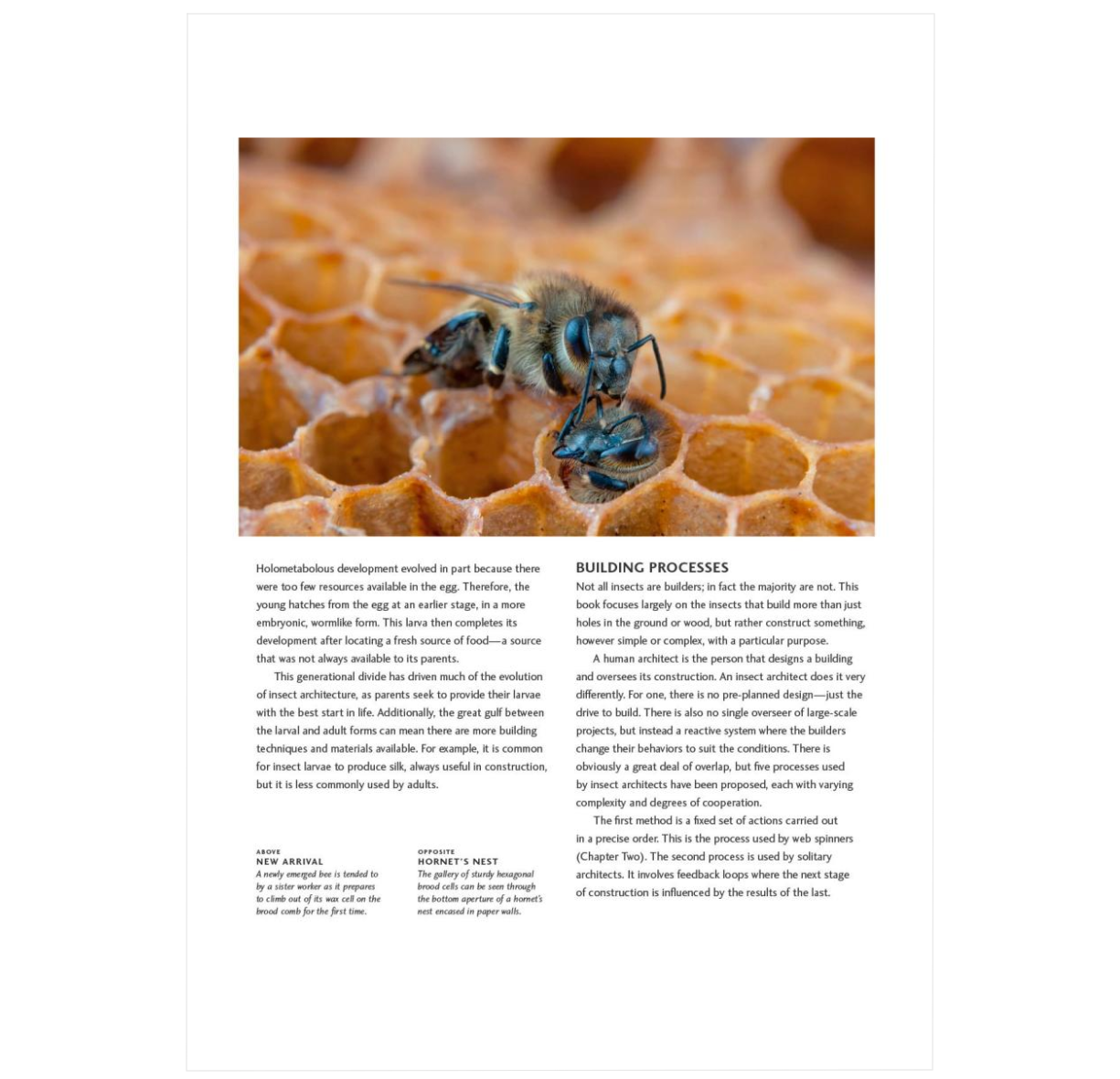 Insect Architecture: How Insects Build, Engineer, and Shape Their World