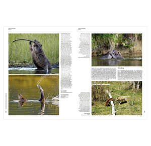 Handbook of the Mammals of the World – Volume 6: Lagomorphs and Rodents I