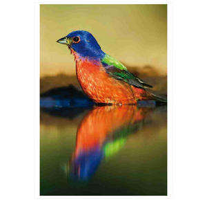 Handbook of the Birds of the World - Volume 16